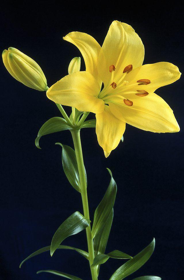 Whispering Blooms: A Secret Garden Embrace